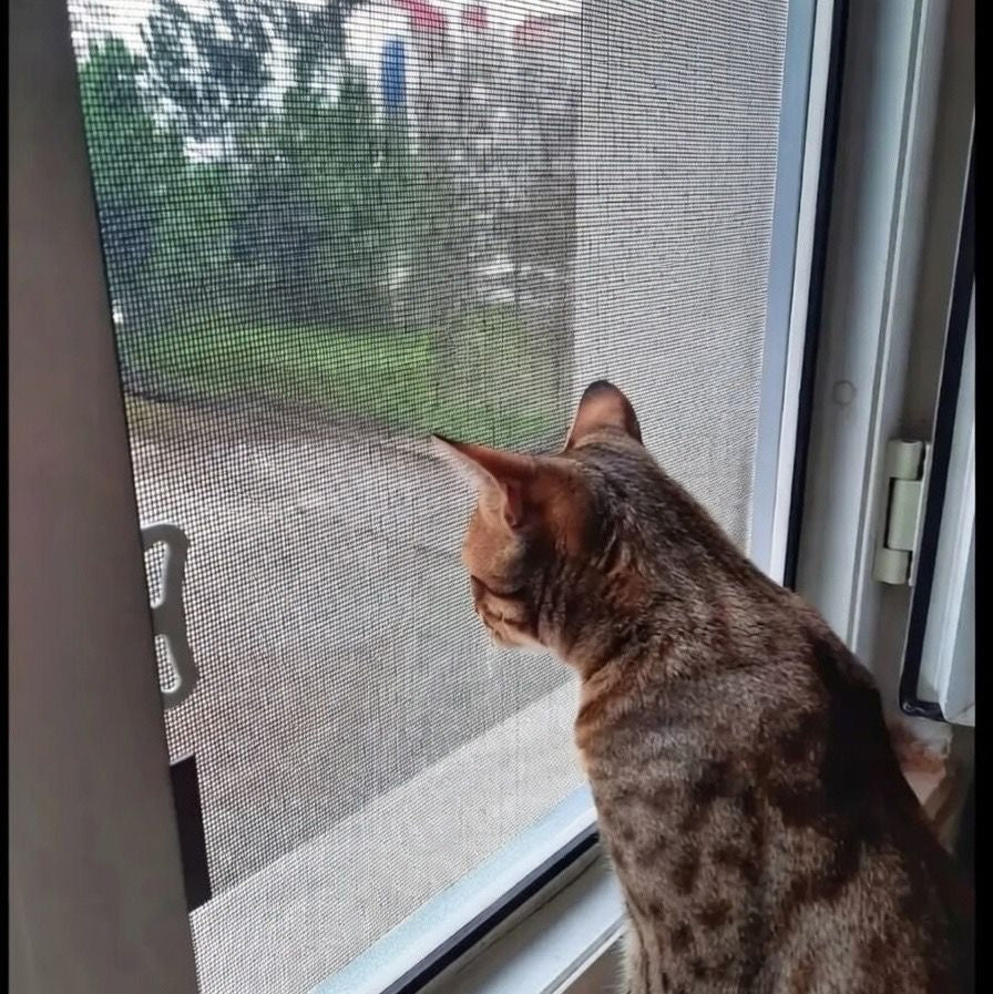 Kedi Tülü Sineklikler – Modern Sineklik